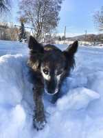 Whiteface Dog