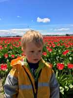 Grrrrrr Tulips