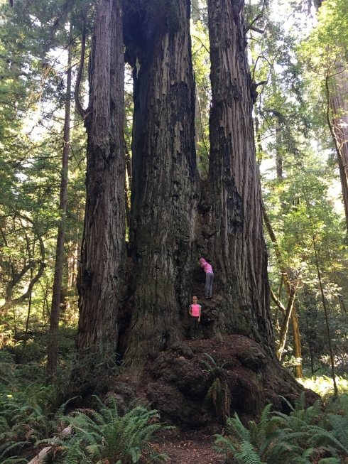 Giant Trees