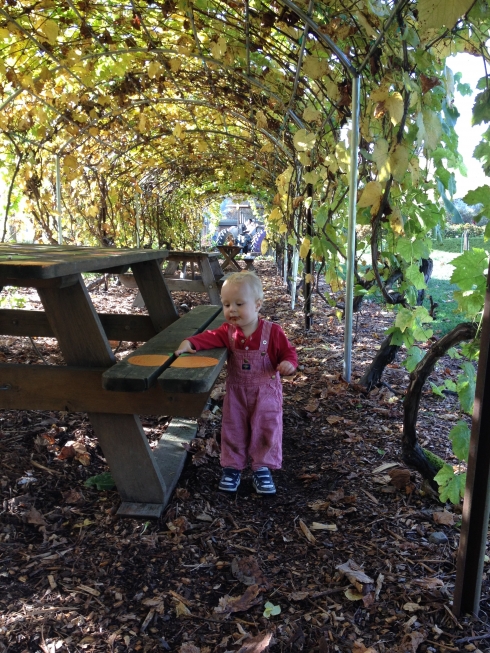 Tunnel of Grapes