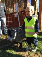 I like goats