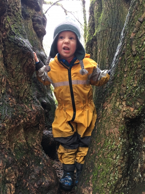 Discovery Park Tree